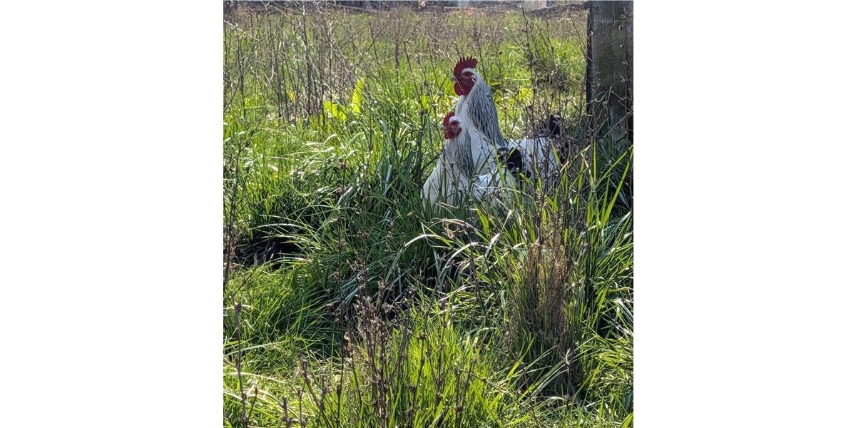 Bauernhaus, Landhaus Rehlingen-Siersburg Siersburg - 7 Zimmer, 160 m&sup2;, 199.000&euro; | Angebot:25922411