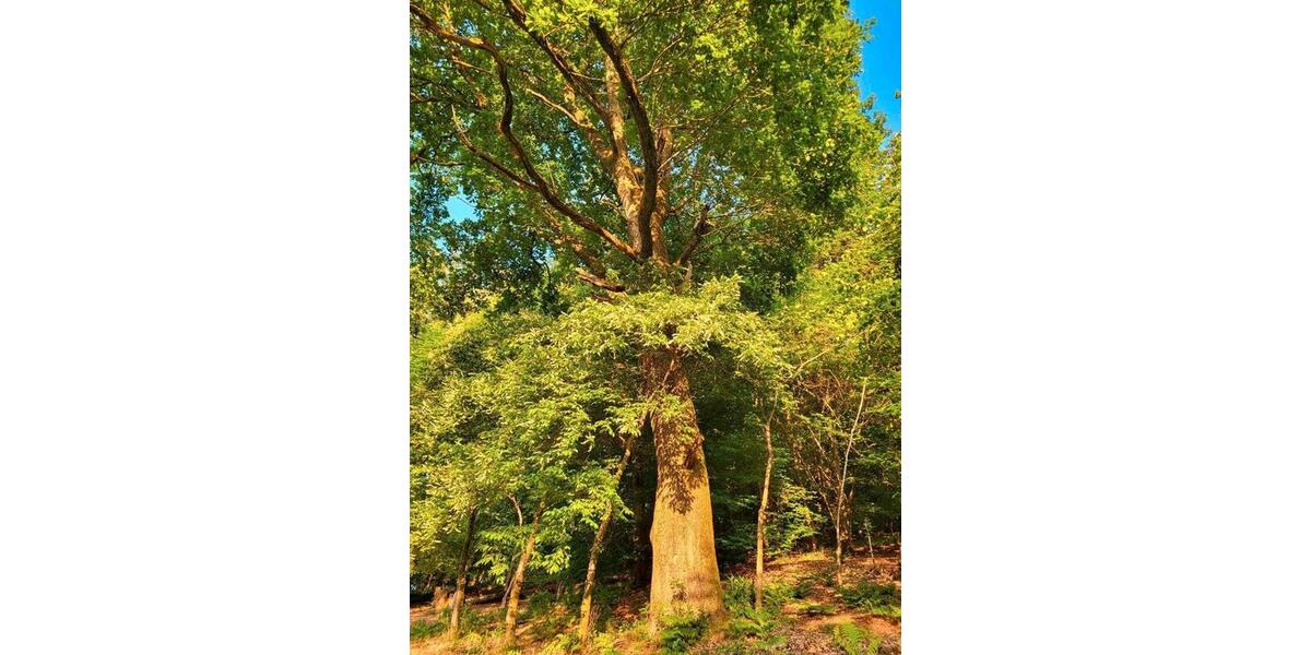 Einfamilienhaus Beckingen - 3 Zimmer, 80 m&sup2;, 160.000&euro; | Angebot:25971190