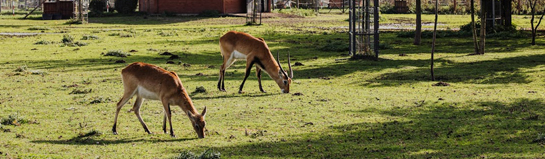 Wildpark Saarbrücken Saarland Wildtiere Natur Stadtwald Familie