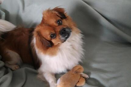 Wohnung Schmelz - 2 Zimmer, 50 m&sup2;, 500&euro; | Angebot:24865871